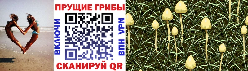 KRAKEN ссылки  Сухиничи  Псилоцибиновые грибы Cubensis 
